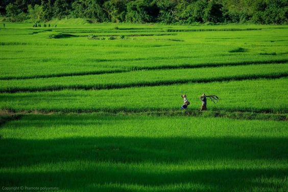 hình nền máy tính màu xanh lá cây