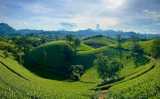 hình nền máy tính màu xanh lá cây