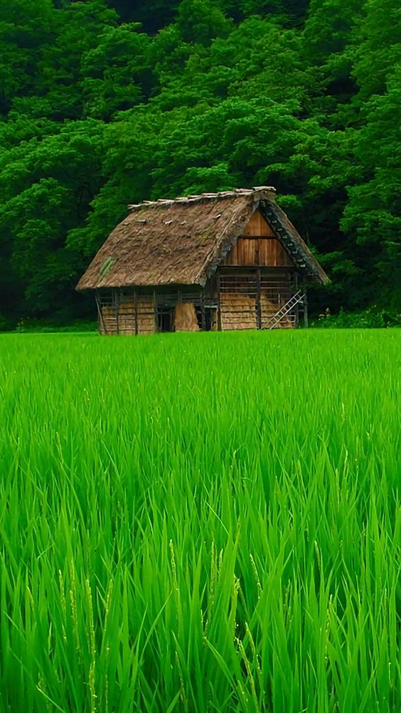 hình nền màu xanh lá cây