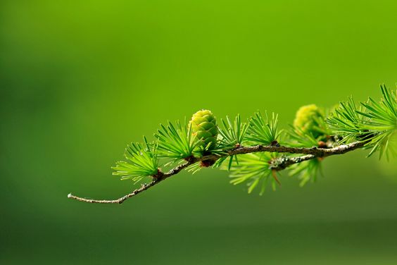 hình nền máy tính màu xanh lá cây