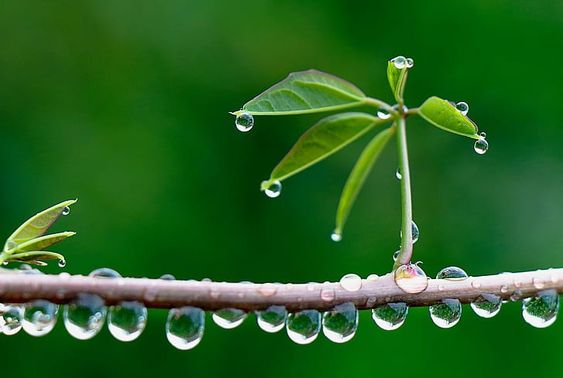 hình nền máy tính màu xanh lá cây