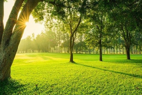 hình nền máy tính màu xanh lá cây