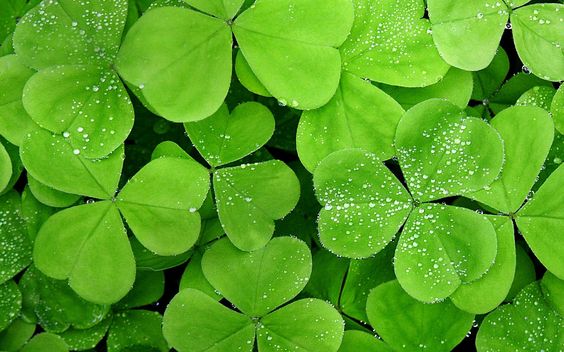 hình nền máy tính màu xanh lá cây