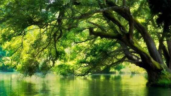 hình nền máy tính màu xanh lá cây
