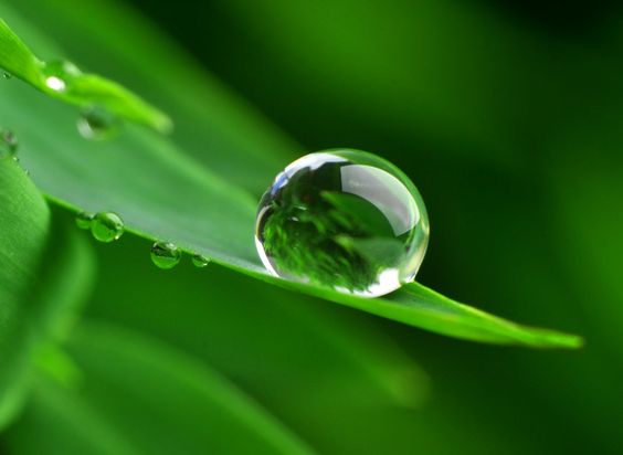 hình nền máy tính màu xanh lá cây