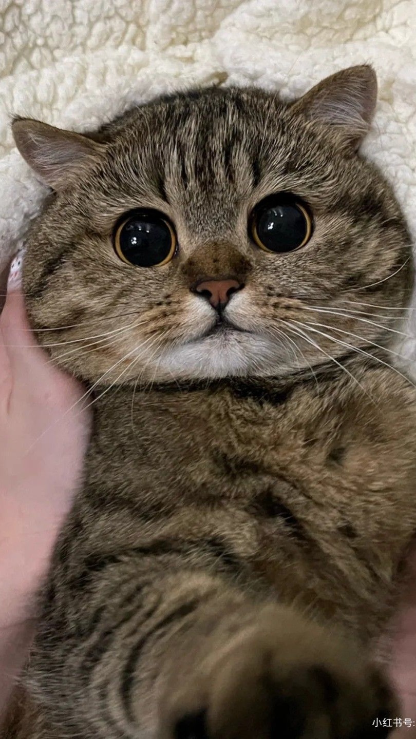 hình nền mèo cute, đẹp, ngầu nhất