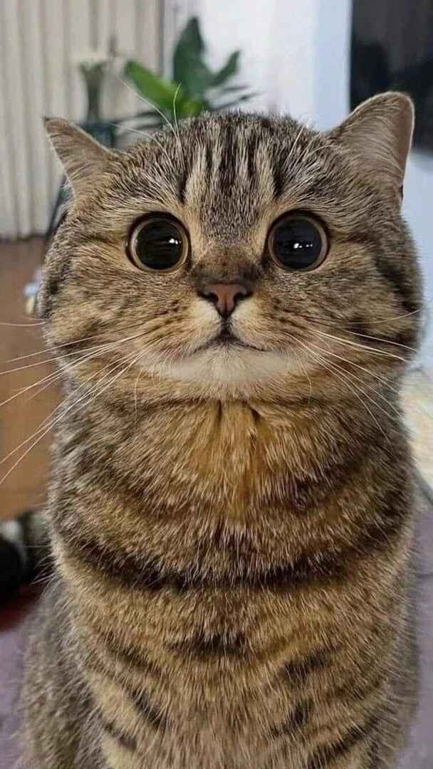 hình nền mèo cute, đẹp nhất