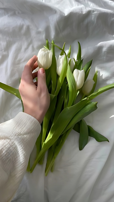 Hình nền trắng hoa tulip