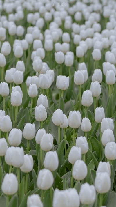 Hình nền trắng hoa tulip