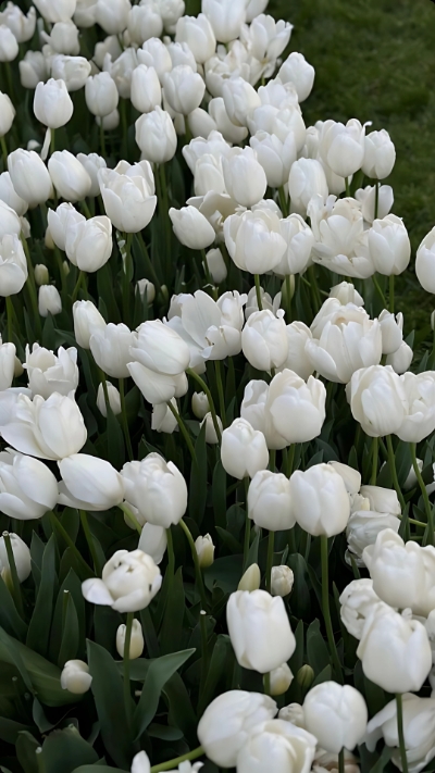 Hình nền trắng hoa tulip