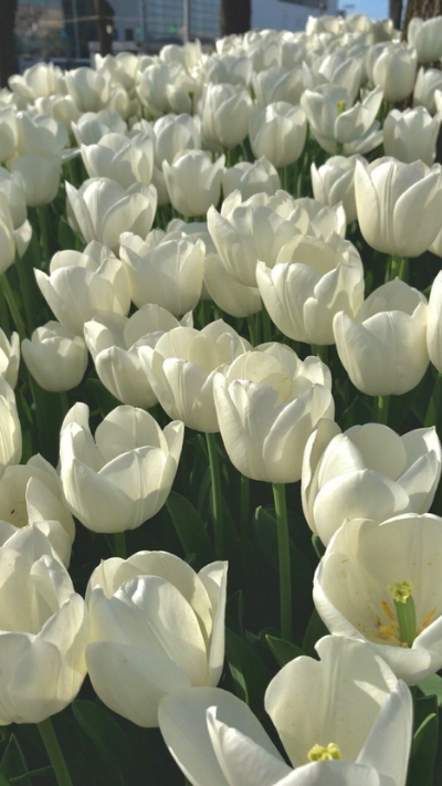 Hình nền trắng hoa tulip