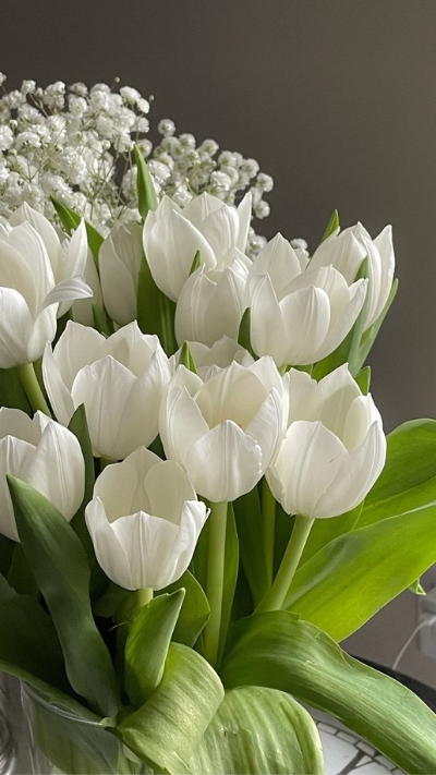 Hình nền trắng hoa tulip