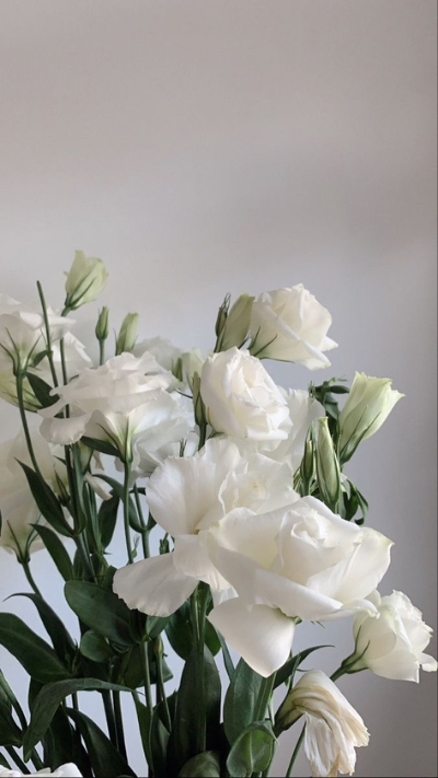 Hình nền trắng hoa tulip