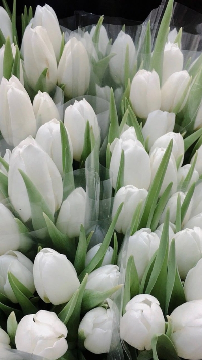 Hình nền trắng hoa tulip