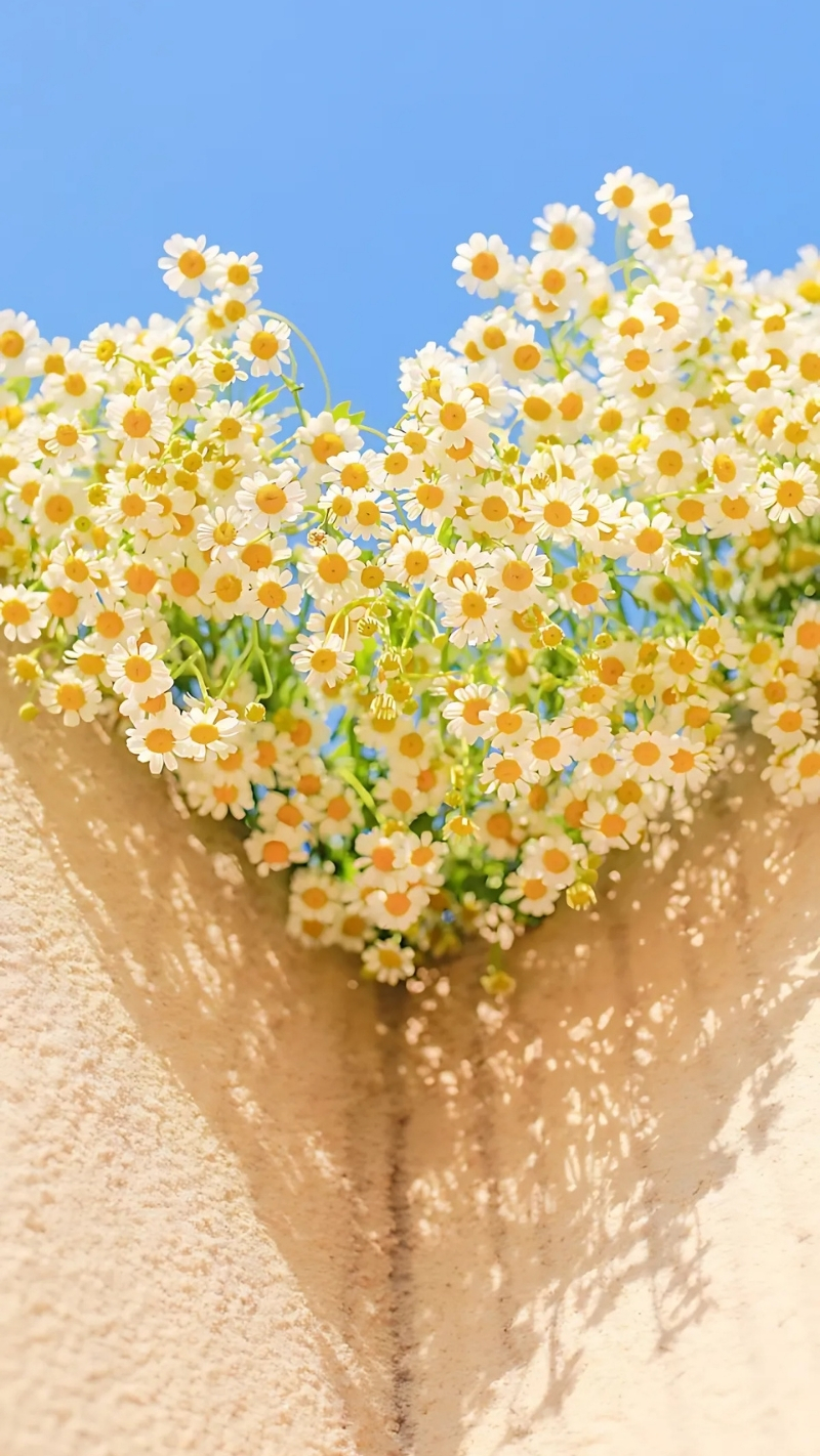 Ảnh nền zoom cute nhiều màu
