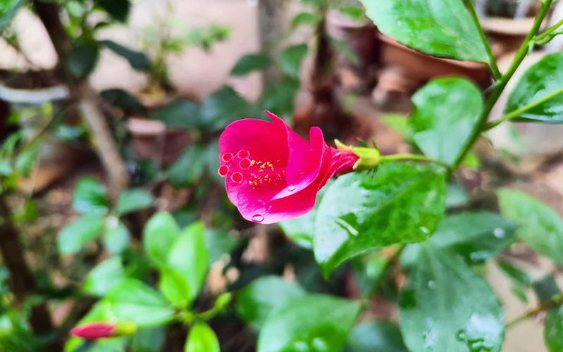 Camera realme 8 và realme 8 pro 3